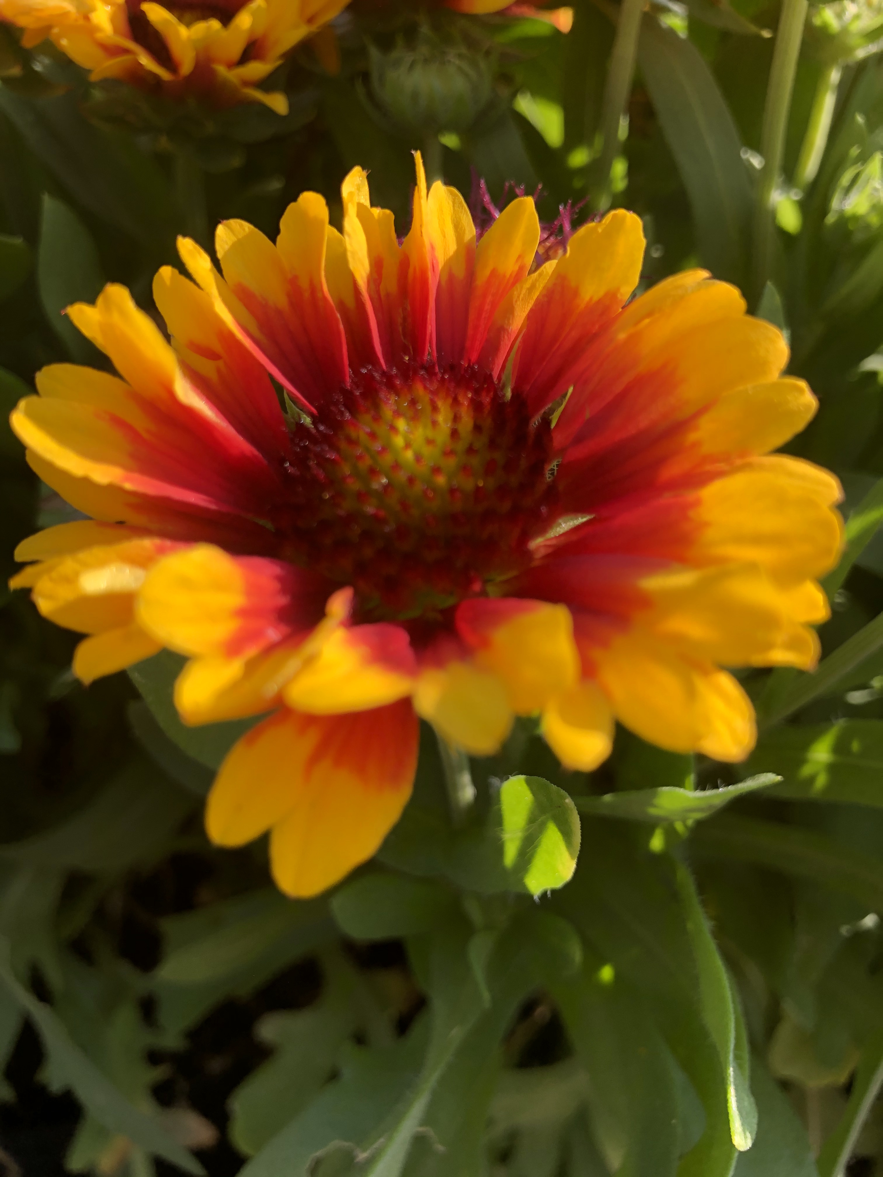 Spintop Red Starburst kokárdavirág