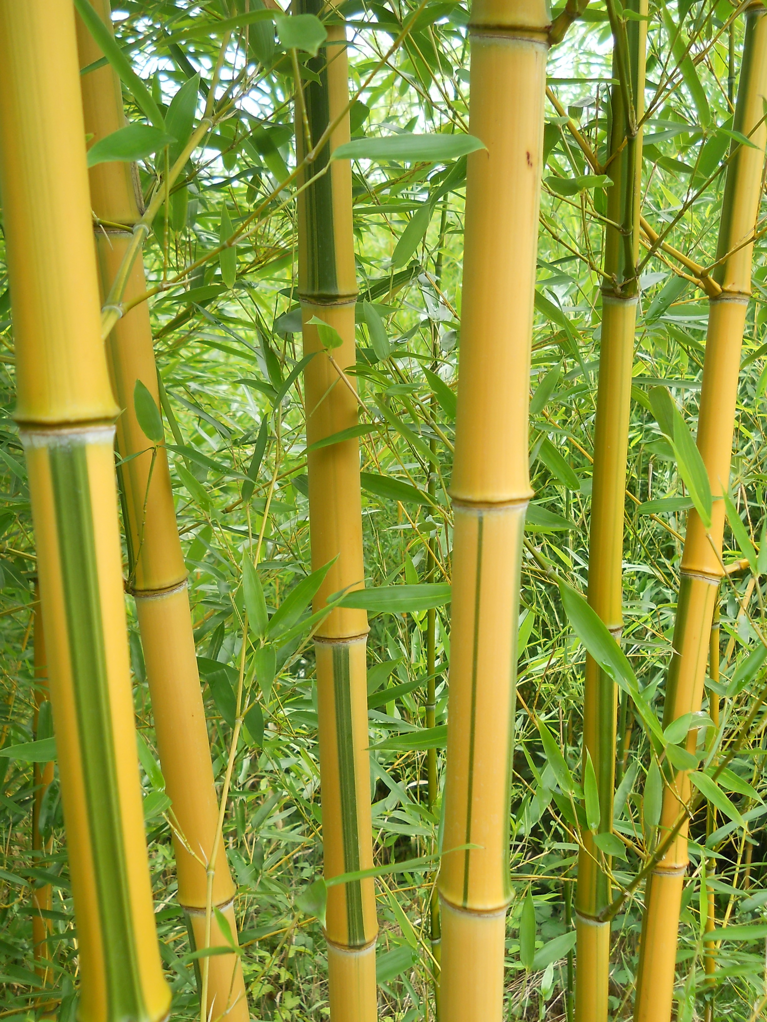 bambuszgerinc