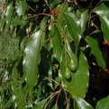 Cinnamomum camphora  (Kámforfa)