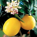 Citrus limon `Meyer` (Meyer citrom)