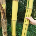 Phyllostachys vivax `Huangwenzhu Inversa` (EMELT POSTADÍJAS!) (Zöldcsíkos óriás neonszárú bambusz (EMELT POSTADÍJAS!))
