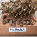 Pinus koraiensis `Reebok` (Reebok koreai mandulafenyő, koreai cirbolya)