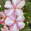 Nerium oleander `Simie NAGY NÖVÉNY!` (Simie leander NAGY NÖVÉNY!)
