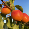 Armeniaca vulgaris `Orange Red` (Orange Red kajszi)