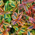Abelia grandiflora `Kaleidoscope` (Kaleidoscope tarka levelű tárnicslonc)
