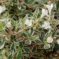 Abelia grandiflora `Variegata` (Tarka levelű abélia, tárnicslonc)