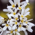 Abeliophyllum distichum (Koreai hóvessző)