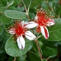 Acca sellowiana, Feijoa sellowiana (Fidzsoa, mirtuszfüge)