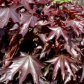 Acer platanoides `Crimson Sentry` (Oszlopos vérjuhar)