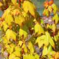 Acer cappadocicum `Aureum` (Aranylombú kappadókiai juhar, kaukázusi juhar)
