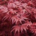 Acer palmatum `Bloodgood` (Bordó levelű japán juhar)