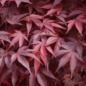 Acer palmatum `Fireglow` (Fireglow bordó levelű japán juhar)