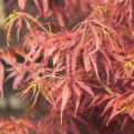 Acer palmatum `Jerre Schwartz` (Jerre Schwartz japán juhar)