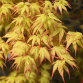 Acer palmatum `Katsura` (Katsura japán juhar)