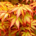 Acer palmatum `Orange Dream` (Narancsszín levelű japán juhar)