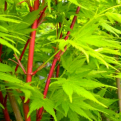 Acer palmatum `Sango Kaku` (Sango Kaku japán juhar)