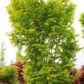 Acer palmatum `Tsukasa Silhouette` (Tsukasa Silhouette oszlopos japán juhar)