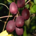 Actinidia arguta `Purpurna Sadowa` (Purpurna Sadowa piros húsú mini kivi, japán kivi)