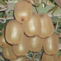 Actinidia chinensis (deliciosa) `Giant` (Giant Óriáskivi)