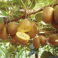 Actinidia chinensis `Kivi Gold` (Kivi Gold sárga húsú kivi)
