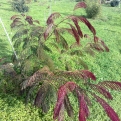 Albizia julibrissin `Evi`s Purple` (Evi`s Purple vörös levelű selyemakác)