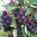 Amelanchier alnifolia `Martin` (Greatberry Fruity) (Martin mézalmácska, fanyarka)