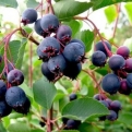 Amelanchier alnifolia `Northline` (Greatberry Garden) (Northline mézalmácska)