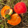 Armeniaca vulgaris `Bajai` (Bajai kajszi)