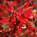 Aronia arbutifolia `Brillant` (Brillant piros termésű berkenye)