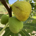 Ficus carica `Arabella` (Arabella füge)