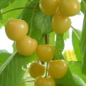 Prunus avium `Borostyán` (Cseresznye: Borostyán)