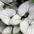 Brunnera macrophylla `Silver Heart` (Silver Heart kaukázusi nefelejcs)