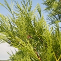 Calocedrus decurrens  (Kaliforniai gyantásciprus (gyantáscédrus))