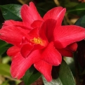 Camellia japonica `Freedom Bell` (Freedom Bell kamélia)