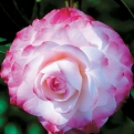 Camellia japonica `Nuccio`s Pearl` (Nuccio`s Pearl japán kamélia)
