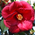 Camellia japonica `Royal Velvet` (Royal Velvet kamélia)