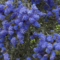Ceanothus `Blue Sapphire` (Blue Sapphire (Kék Zafír) kaliforniai kúszó orgona)