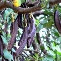 Ceratonia siliqua (Szentjánoskenyérfa)
