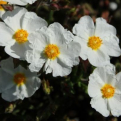 Cistus florentinus `Tramontane` (Tramontane hófehér virágú talajtakaró szuhar, sziklarózsa)