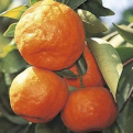 Citrus reticulata `Changsha` (Changsha mandarin)