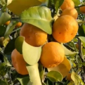 Citrus reticulata `Keraji` (Keraji mandarin)