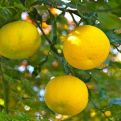 Citrus junos `Yuzu` (Yuzu citrom)
