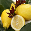 Citrus limon `Carrubaro` (Carrubaro citrom)