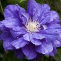 Clematis `Beauty of Worcester` (Worchester) (Beauty of Worcester (Worchester) nagyvirágú iszalag)