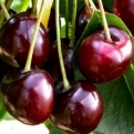 Prunus avium `Katalin` (Cseresznye: Katalin)