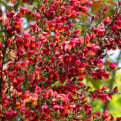 Cytisus `Burkwoodi` (Burkwoodi piros zanót)