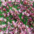 Cytisus `Zeelandia` (Zeelandia rózsaszín zanót)