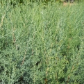 Cupressus arizonica (Arizónai ciprus)