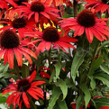 Echinacea `Fountain Red` (Fountain Red kasvirág)