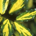 Elaeagnus pungens `Maculata` (Aranyfoltos levelű ezüstcserje)